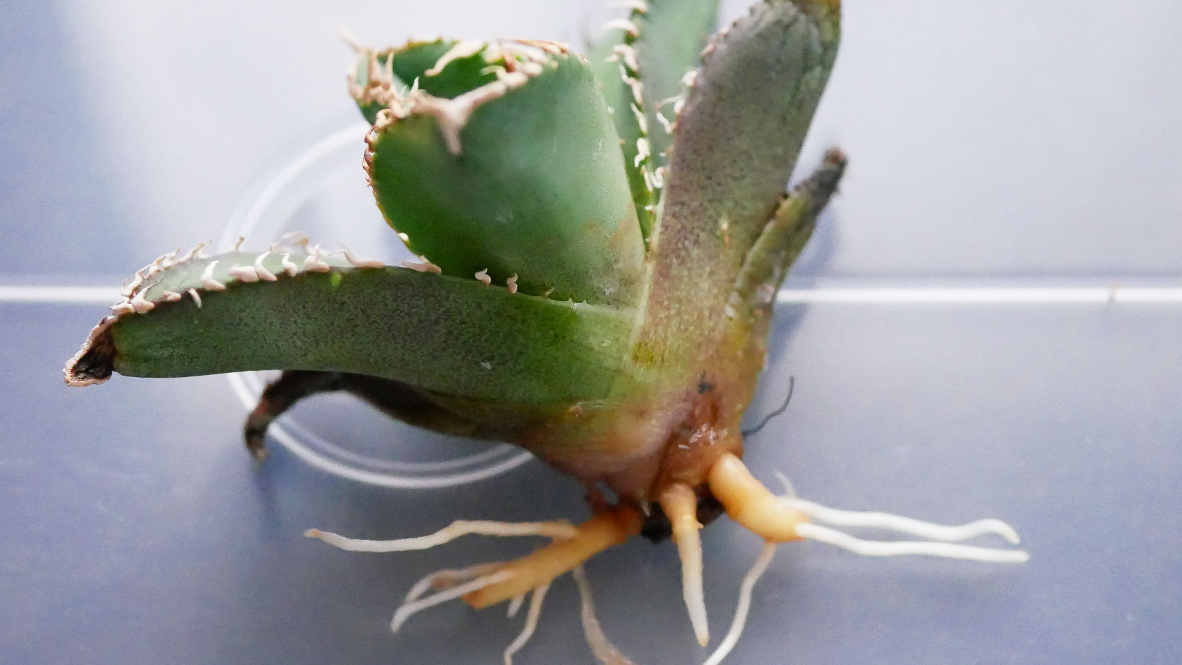 アガベの発根管理にメネデールは効果的?