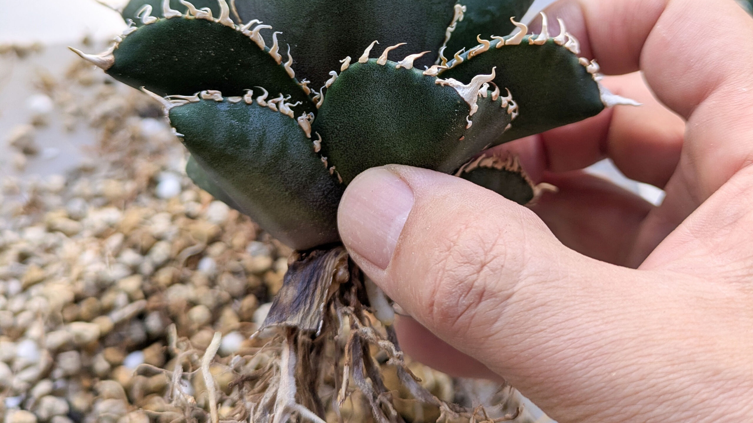 アガベ下葉枯れ