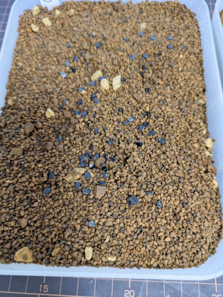 オテロイ実生【1日目】