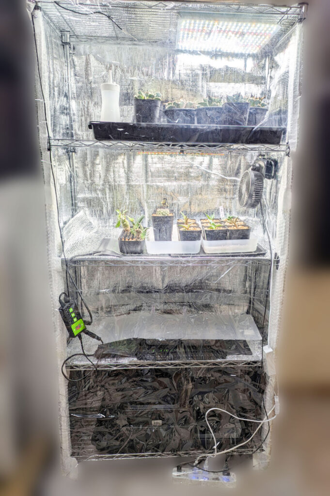 室内アガベの簡易温室